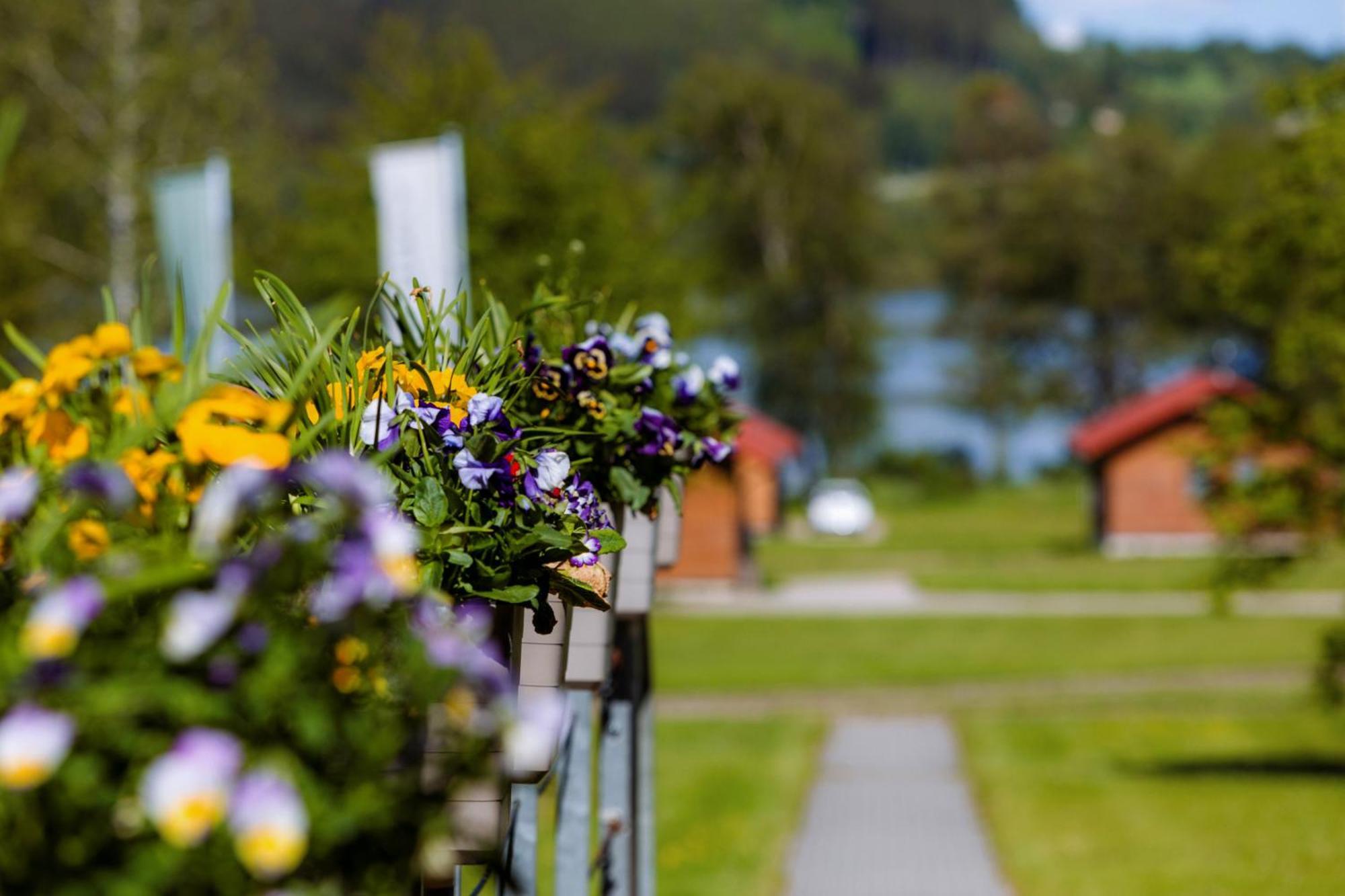 Resort Olsina Horní Planá Eksteriør bilde